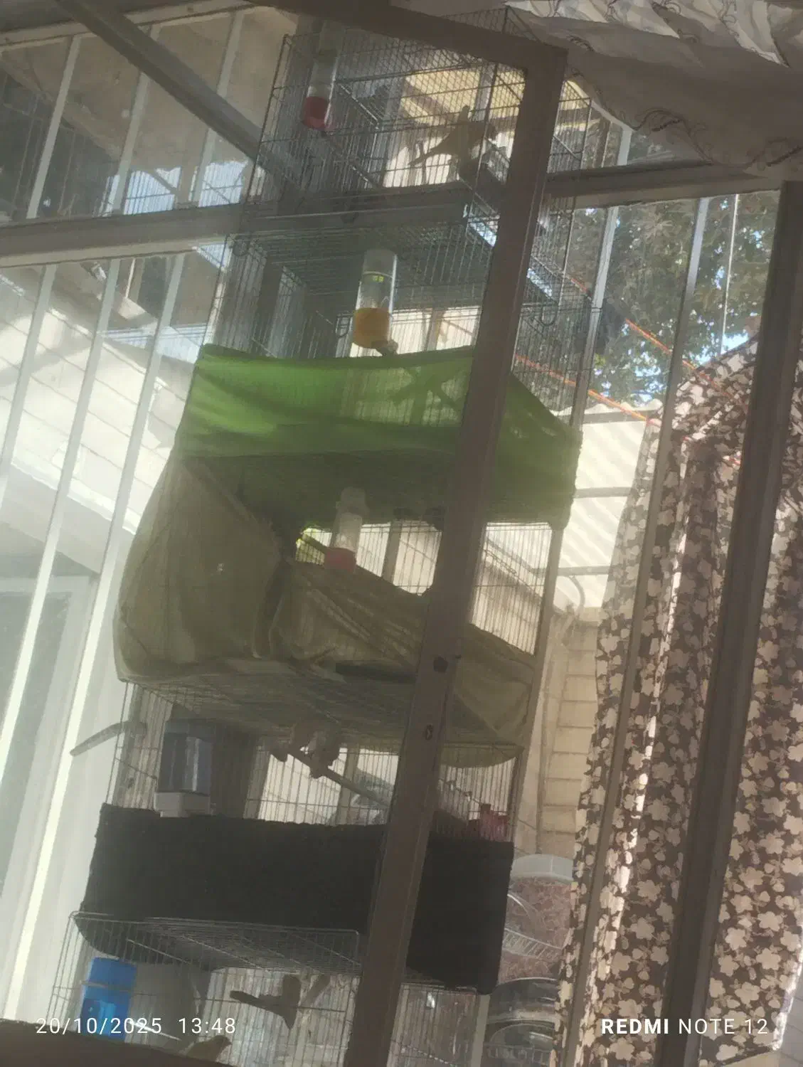 تعداد قناری ماده اماده و نر اماده|پرنده|ری, سیزده آبان|دیوار