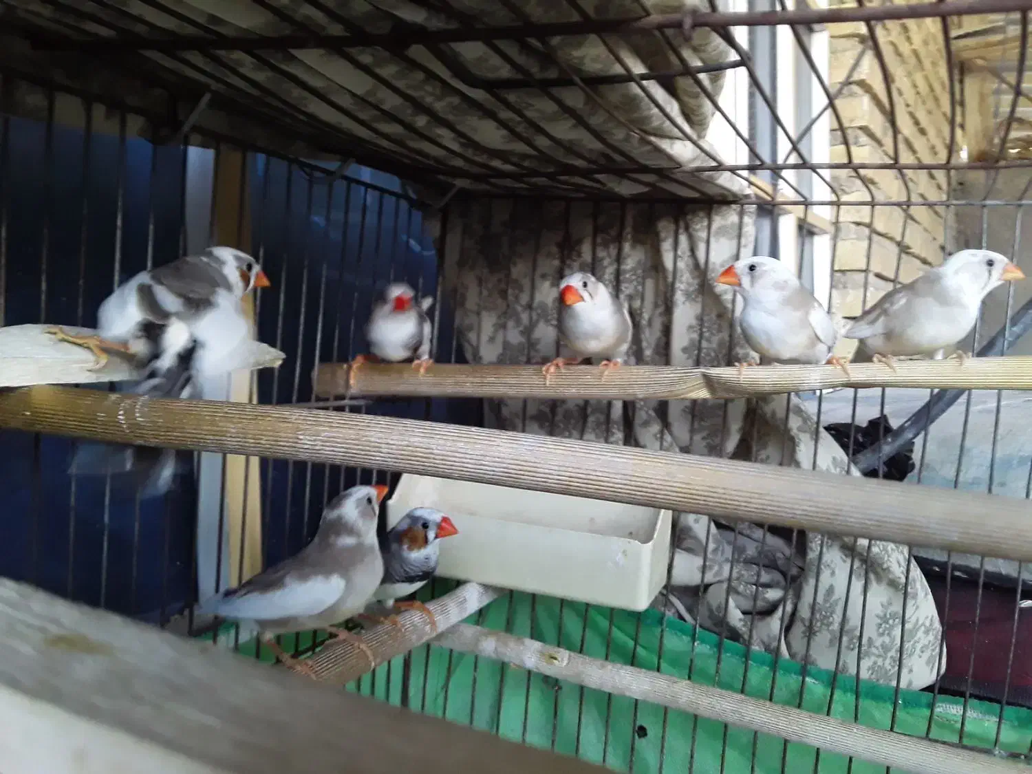 فروش فنچ نژاد دار انگلیسی|پرنده|دهلران, |دیوار