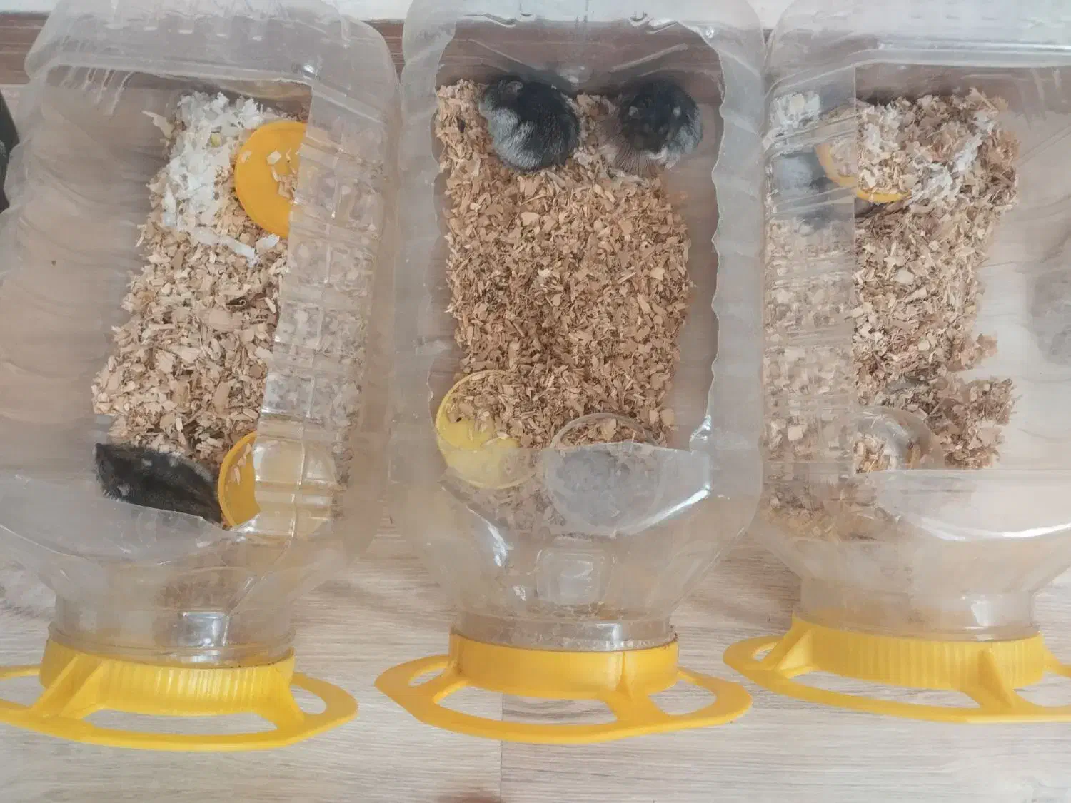 همستر|موش و خرگوش|هشتگرد, شهرک راه آهن|دیوار