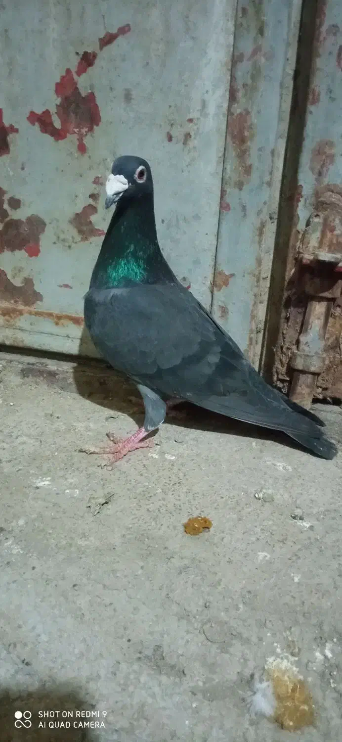 کفتر زاغ|پرنده|شیروان (خراسان), |دیوار