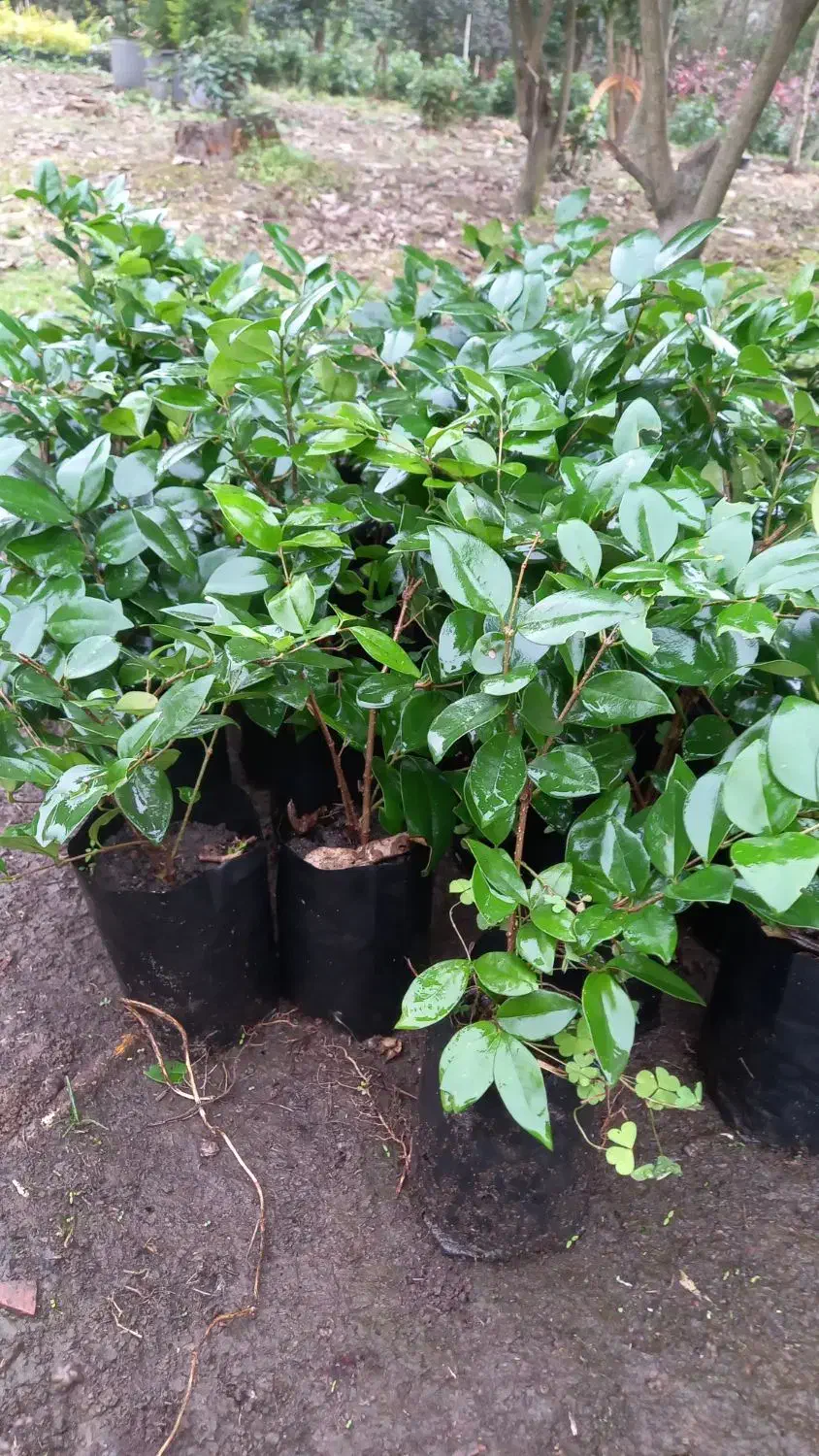 یاس کرتی|خدمات باغبانی و درختکاری|املش, |دیوار