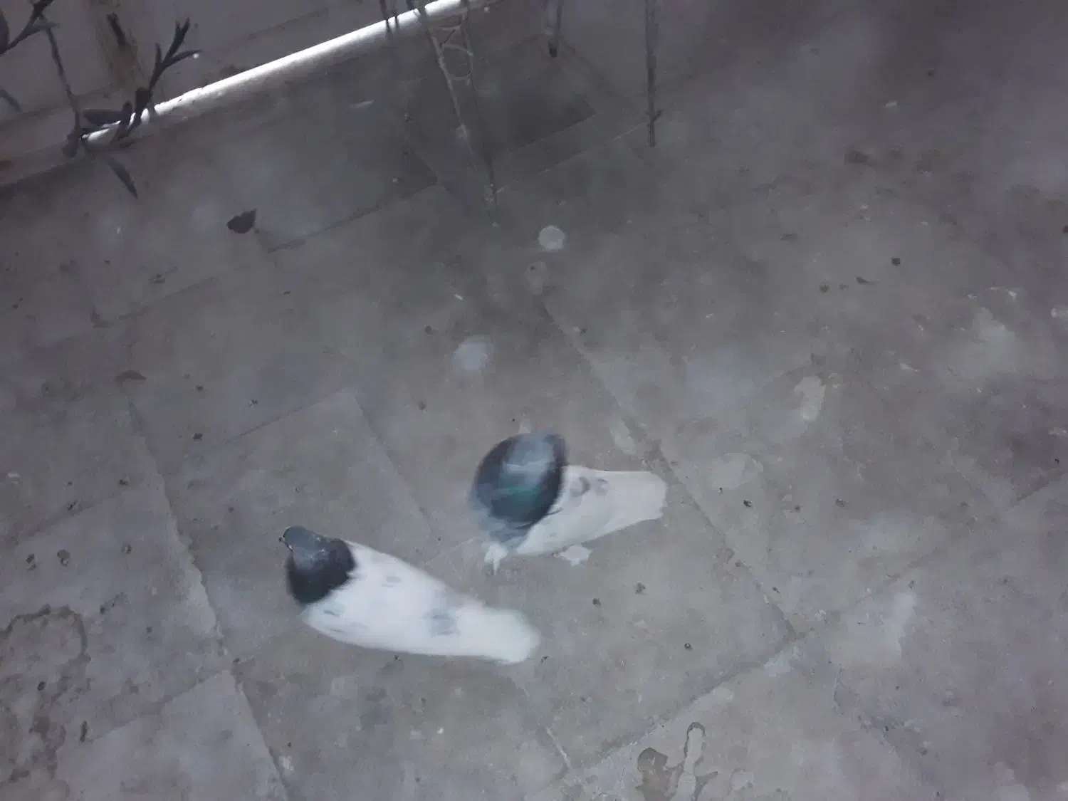 کبوتر|پرنده|شیراز, شهرک گلستان|دیوار