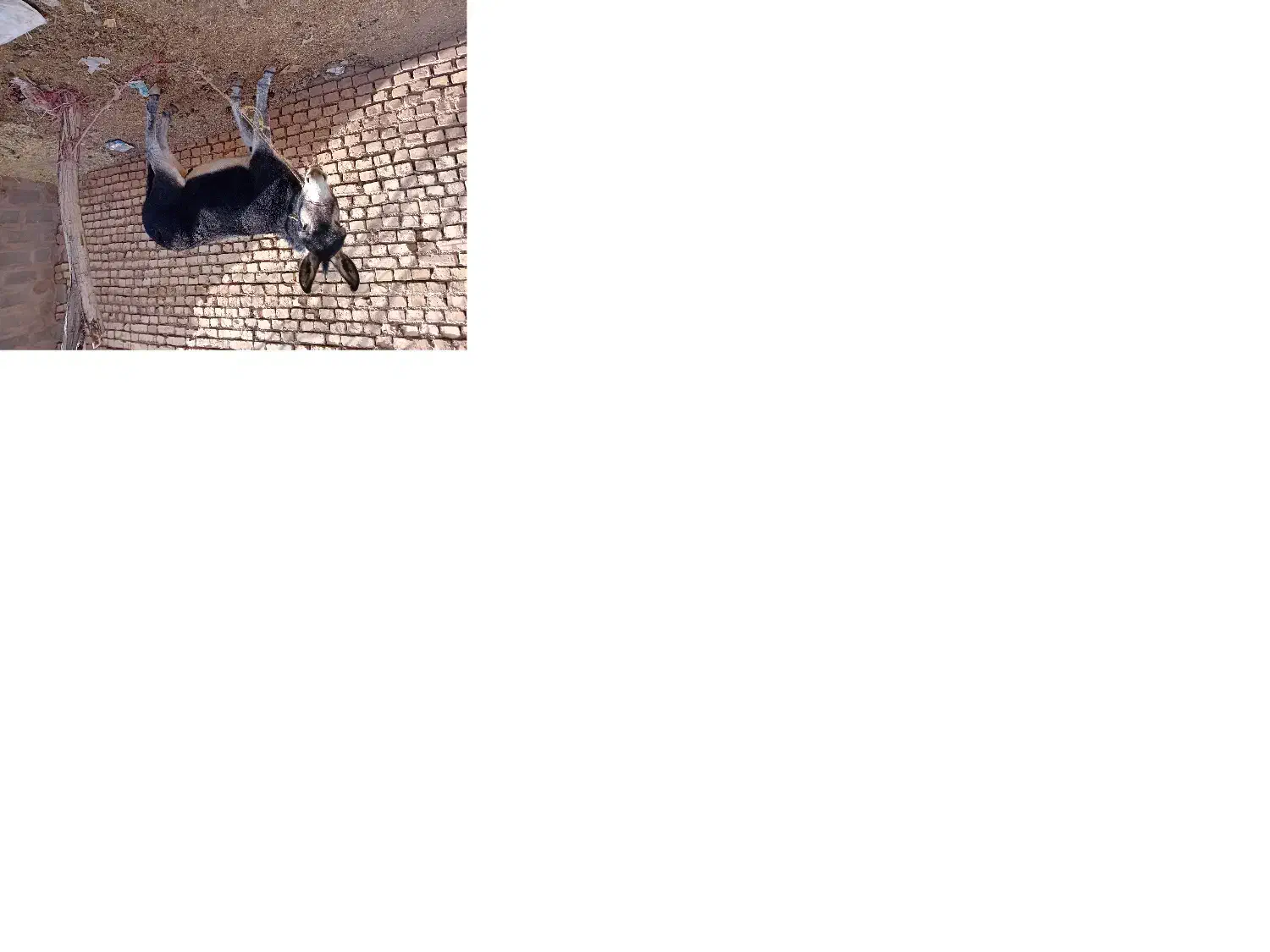 الاغ۲سال|حیوانات مزرعه|بروجن, |دیوار