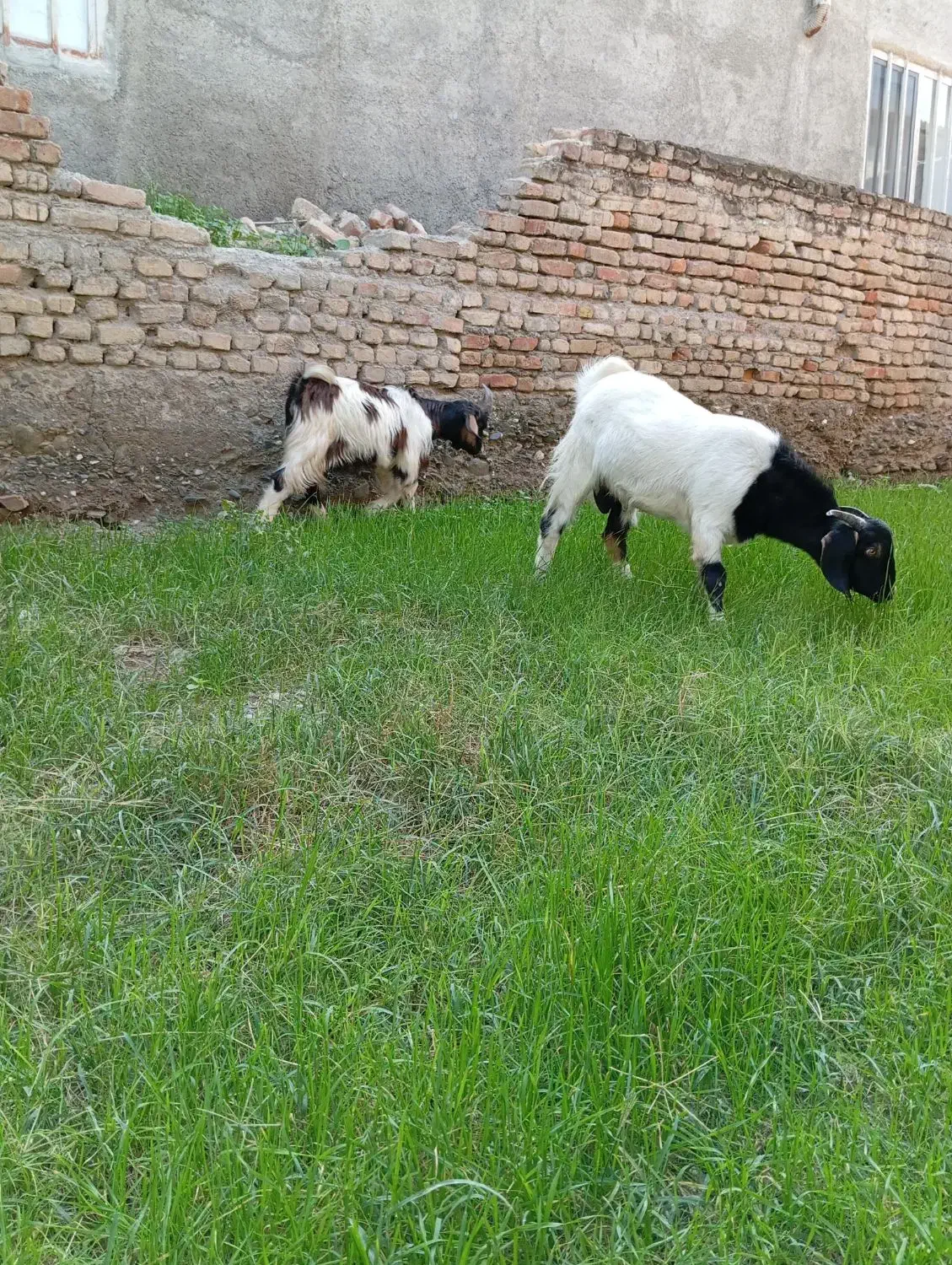 3عددبزغاله چاق خمیر2تانر1ماده باشماره زیرتماس بگیر|حیوانات مزرعه|سیجوال, |دیوار