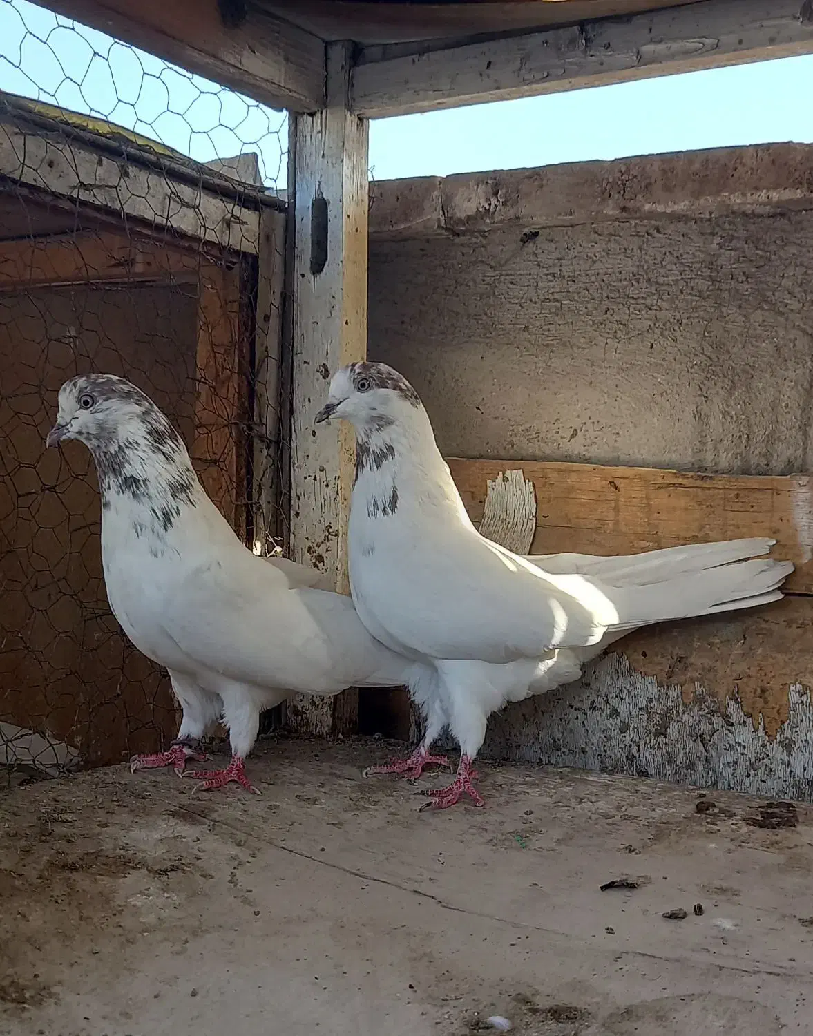 کفتر  دوتا ماده|پرنده|ری, ولی آباد|دیوار