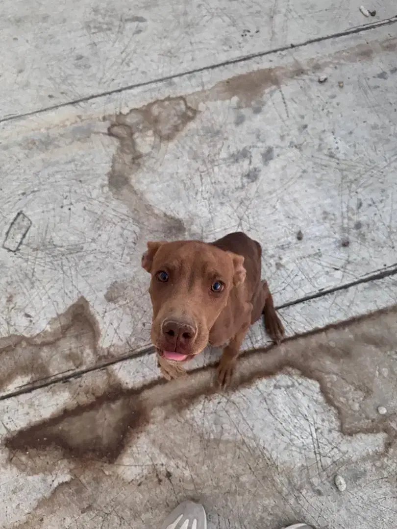 سگ پیتبول از بهترین نژاد|سگ|ابریشم, |دیوار