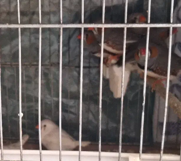 فنچ نر وماده|پرنده|شیراز, شهرک سراج‎|دیوار