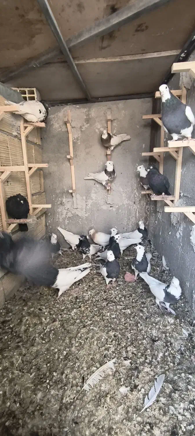 کبوتر|پرنده|فولادشهر, فولادشهر|دیوار