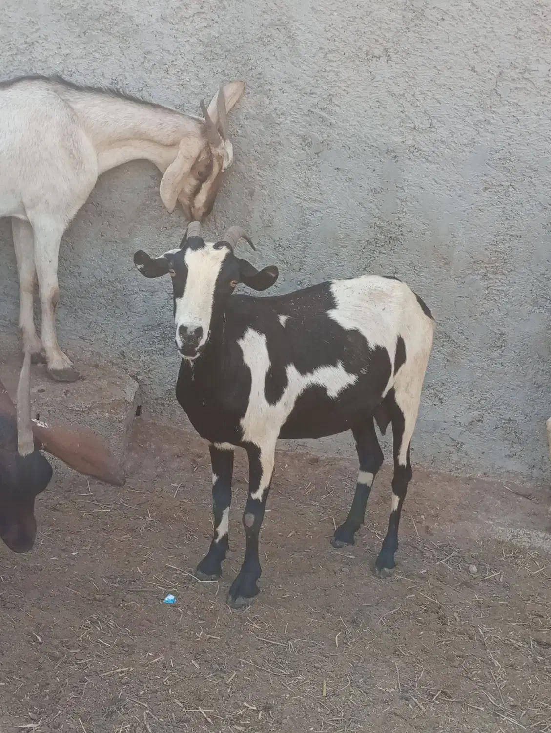 بز کهردار وبز ابسن نزدیک در جم|حیوانات مزرعه|جم, |دیوار