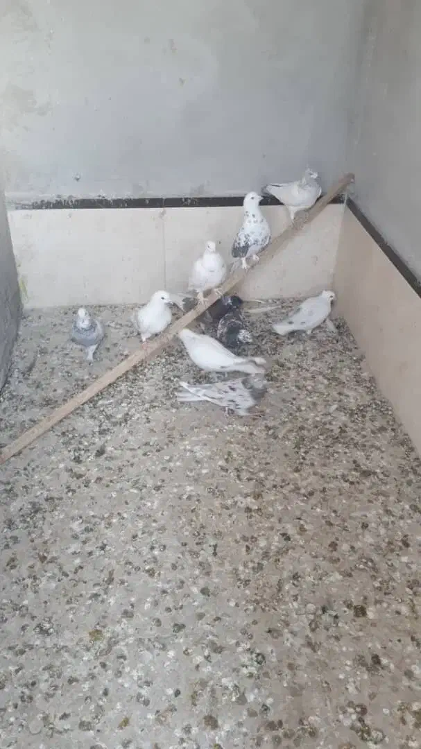 10تاکفتر غریبگیری ماده سرور|پرنده|قرچک, مهدیه|دیوار