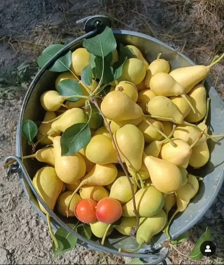 فروش نهال گلابی ۲ساله|گل و گیاه طبیعی|میاندوآب, |دیوار