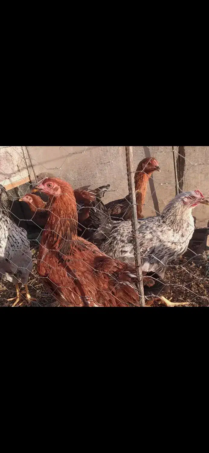 مرغ محلی (گلپایگان)|حیوانات مزرعه|دیواندره, |دیوار