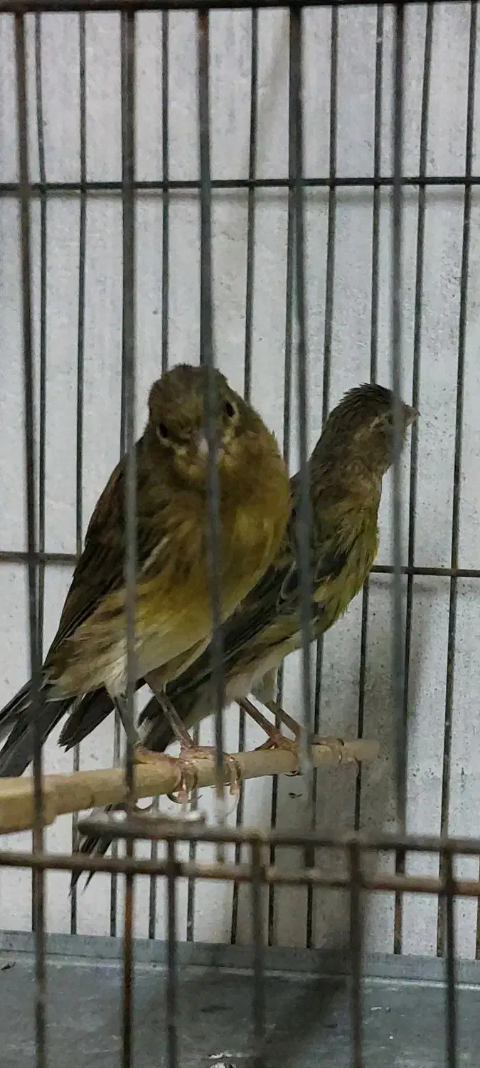 قناری سبز نر دوعدد|پرنده|بندر انزلی, آذربایجان|دیوار