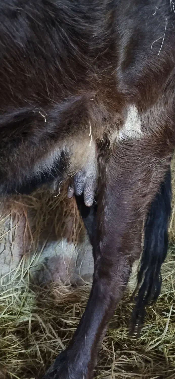 گاو چالوسی دورگ|حیوانات مزرعه|رشت, شهرک احمد خمینی|دیوار