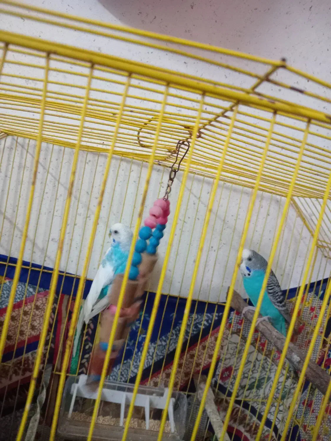 مرغ عشق|پرنده|فریدون‌کنار, |دیوار