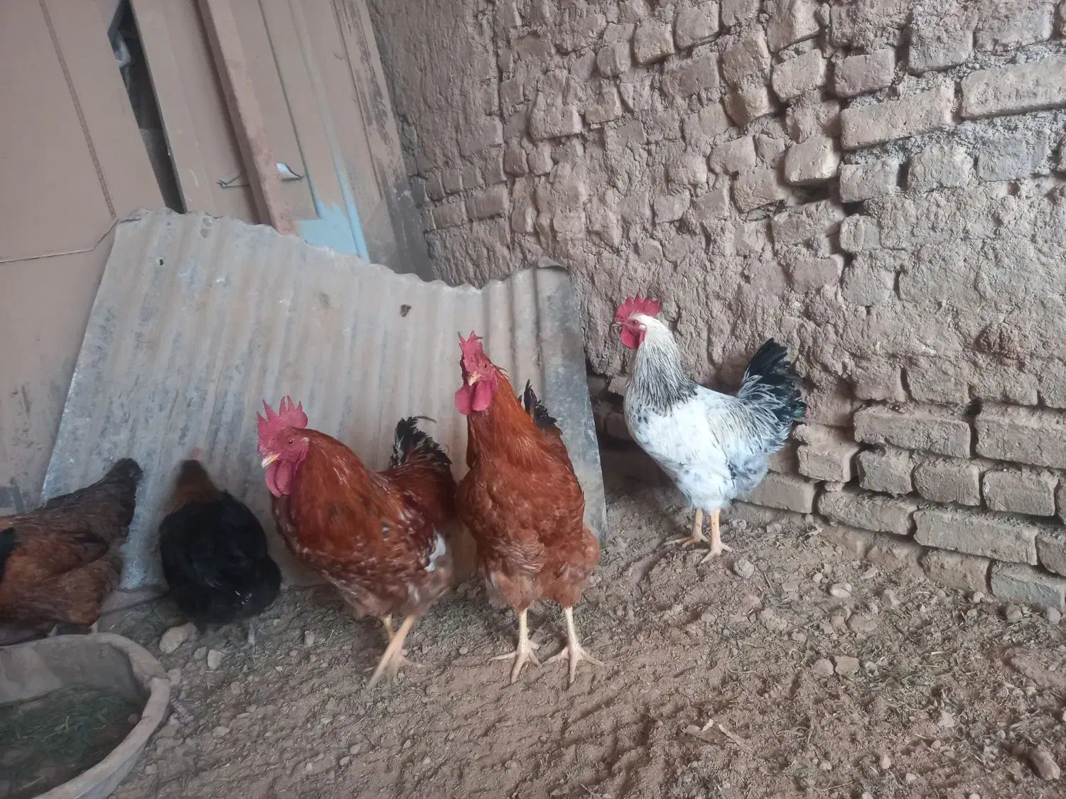 خروس|حیوانات مزرعه|زیرکوه, |دیوار