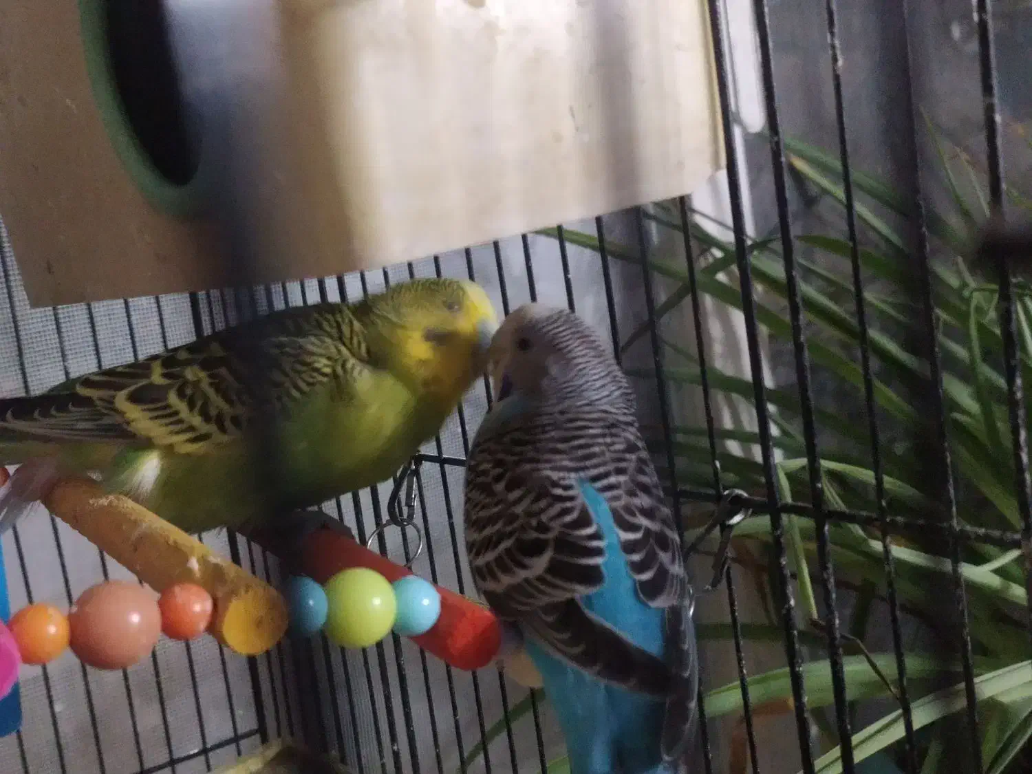 مرغ عشق|پرنده|مشهد, سمزقند|دیوار