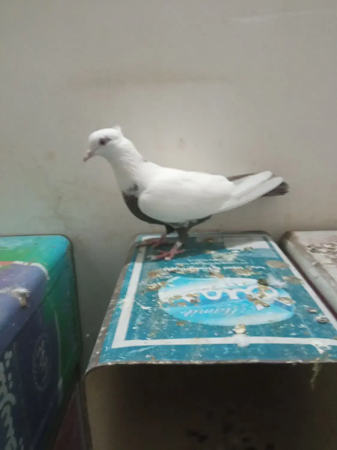 ماده قهوه ای سینه بسته|پرنده|بروجرد, |دیوار