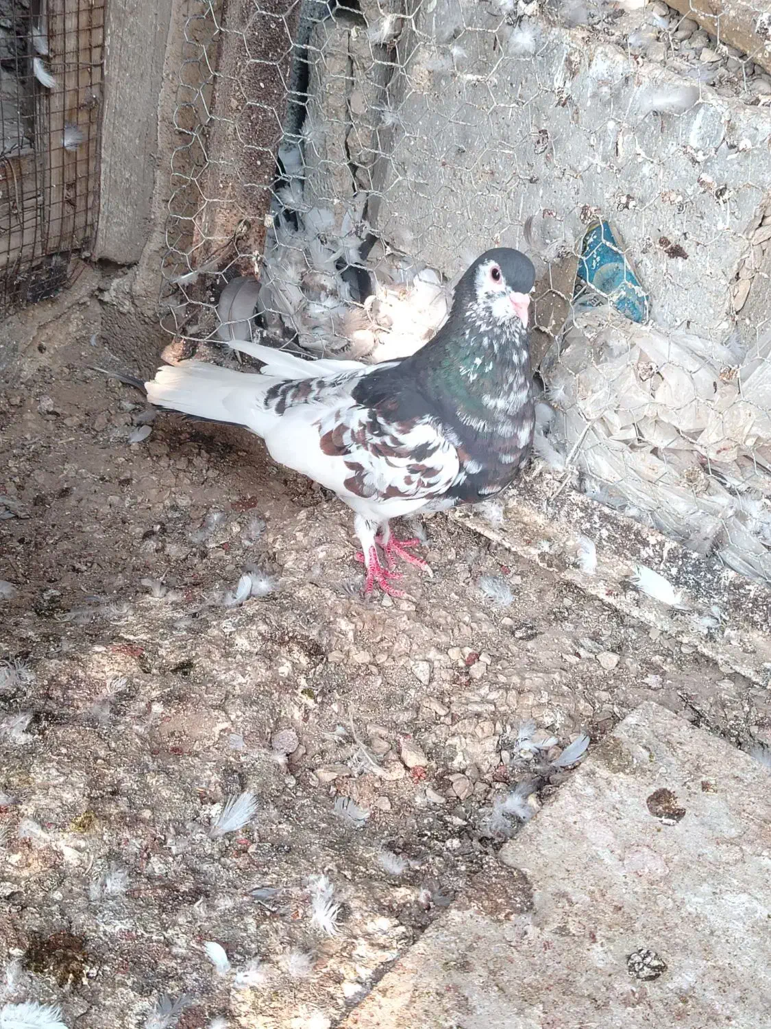 شهری ماده|پرنده|آبپخش, |دیوار