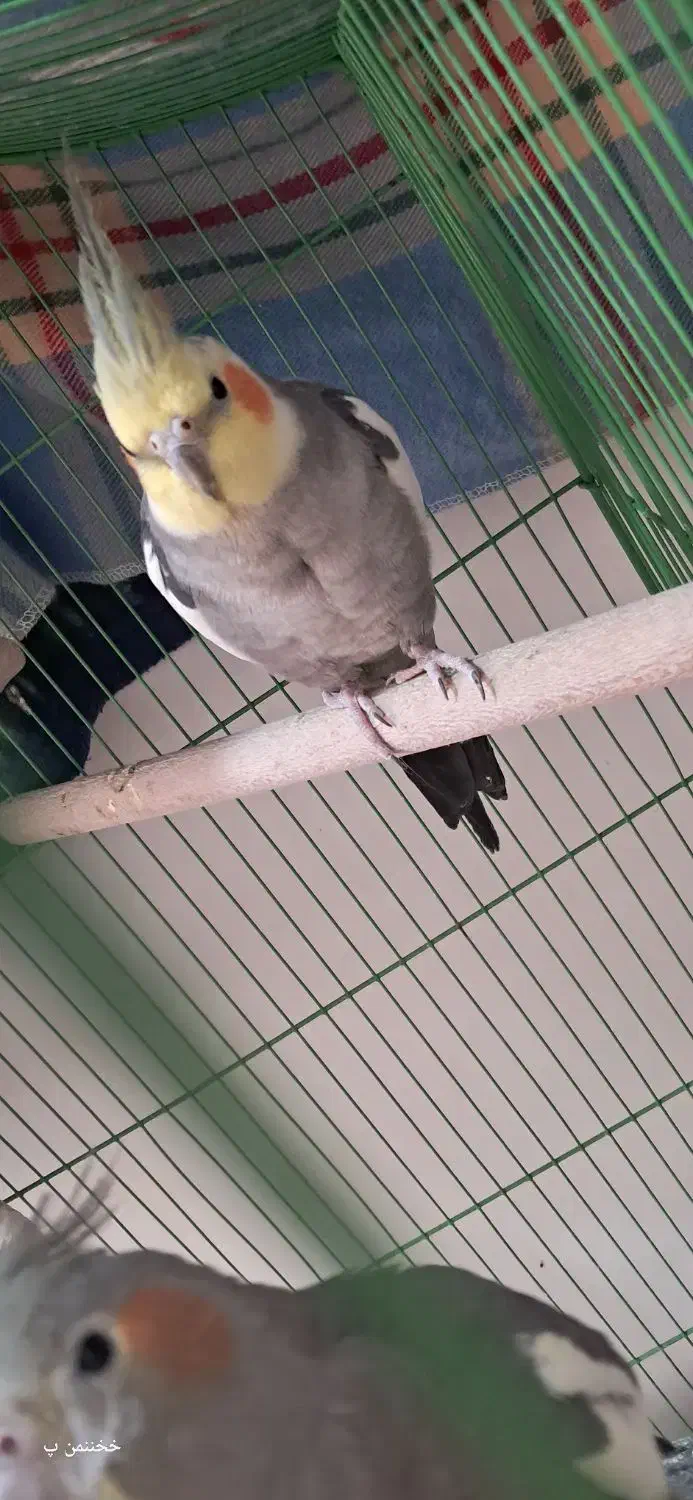 مژدگانی خیلی خوب برای پیدا شدنش|حیوانات|بهبهان, |دیوار