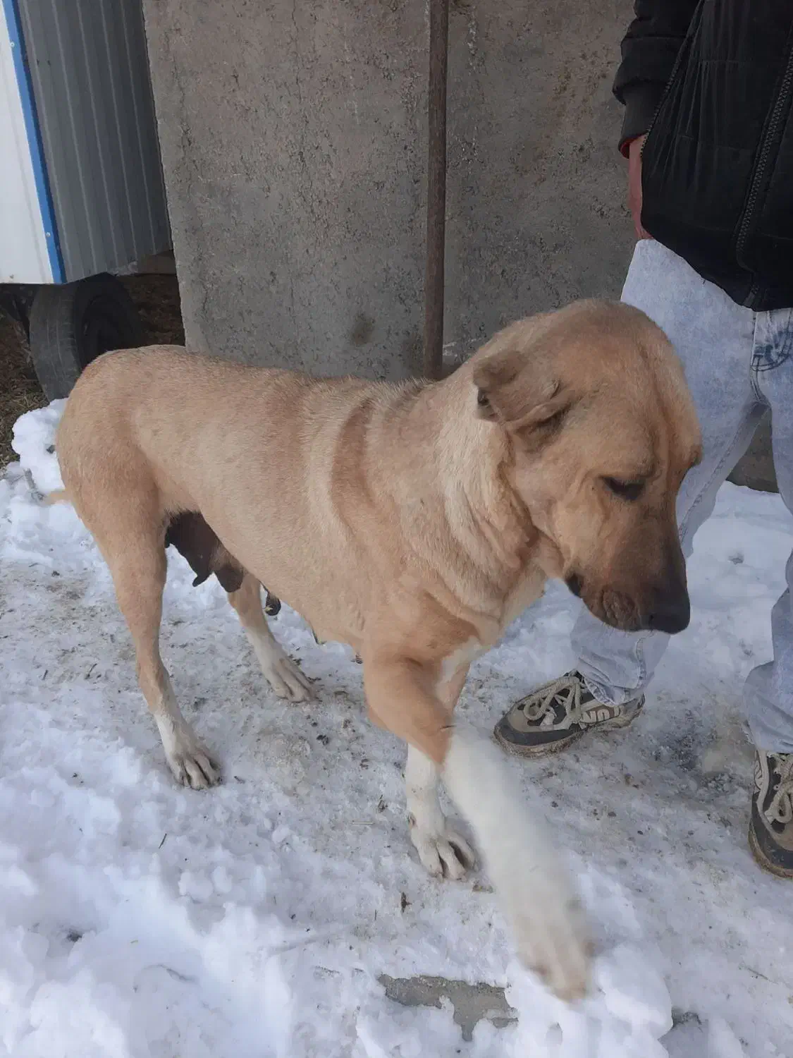 ماده عراقی|سگ|ضیاء آباد, |دیوار