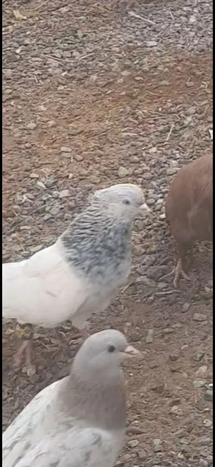 کله الماسی و کله سبز کلاهی|پرنده|کرمان, |دیوار