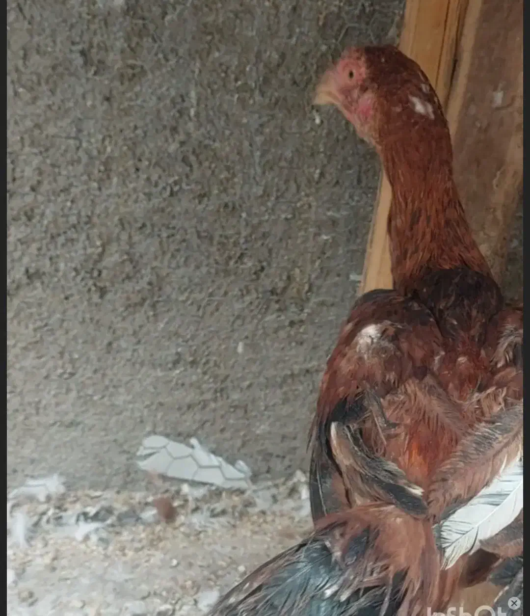 جوجه خروس لاری|حیوانات مزرعه|لنجان, |دیوار