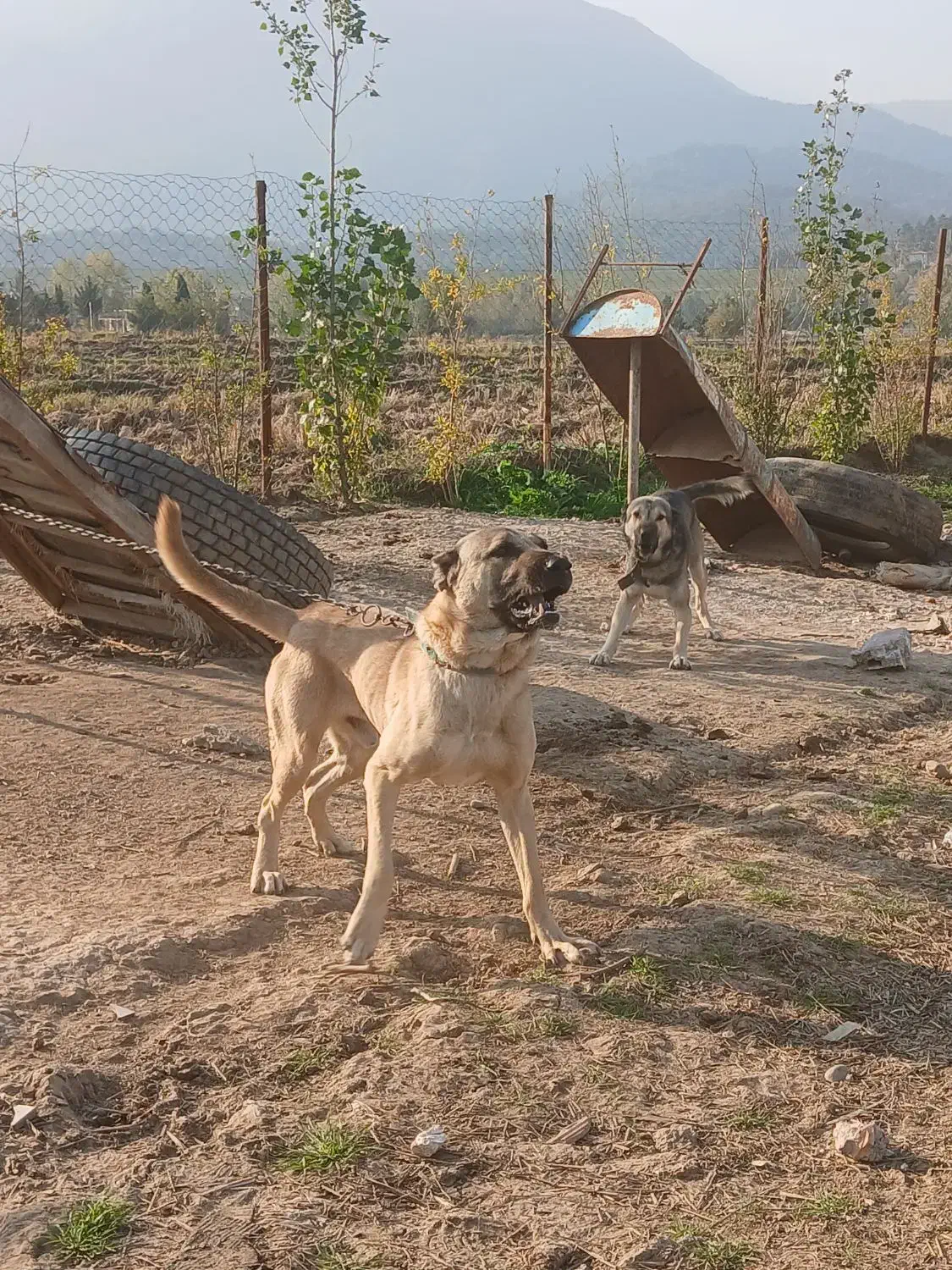 سگهای نگهبان سراب پژدر|سگ|علی‌آباد کتول, |دیوار