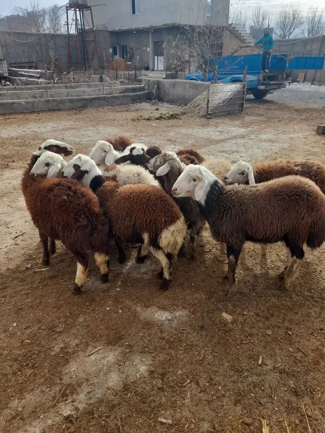 بره نر|حیوانات مزرعه|قره چای, |دیوار