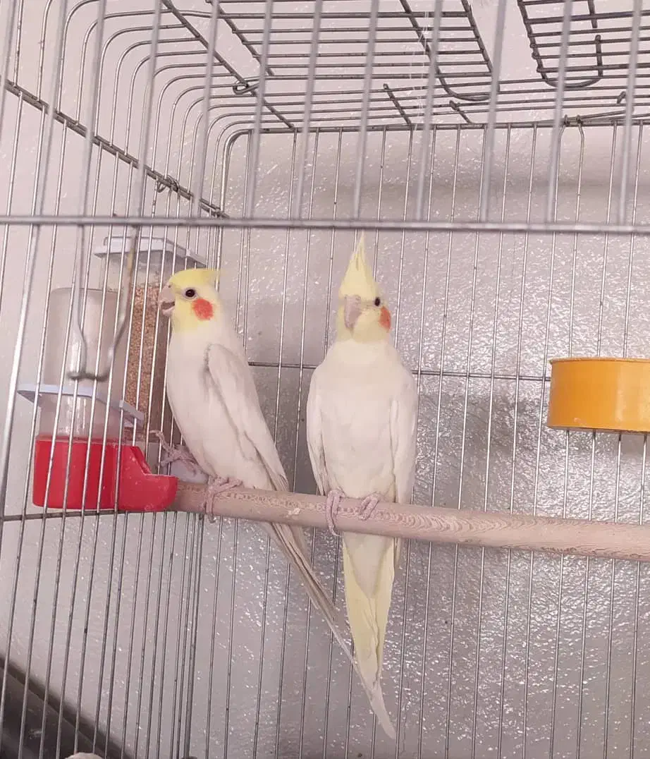 عروس هلندی جفت مولد سالم|پرنده|صدرا-فارس, فاز ۲|دیوار