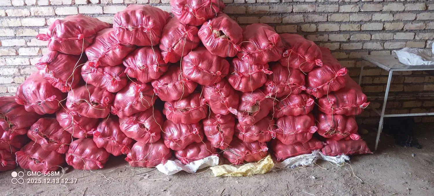 سیب زمینی پاک شده بامبا 402 حدود یک تن و سیصد|عمدهفروشی|دوتپه, |دیوار