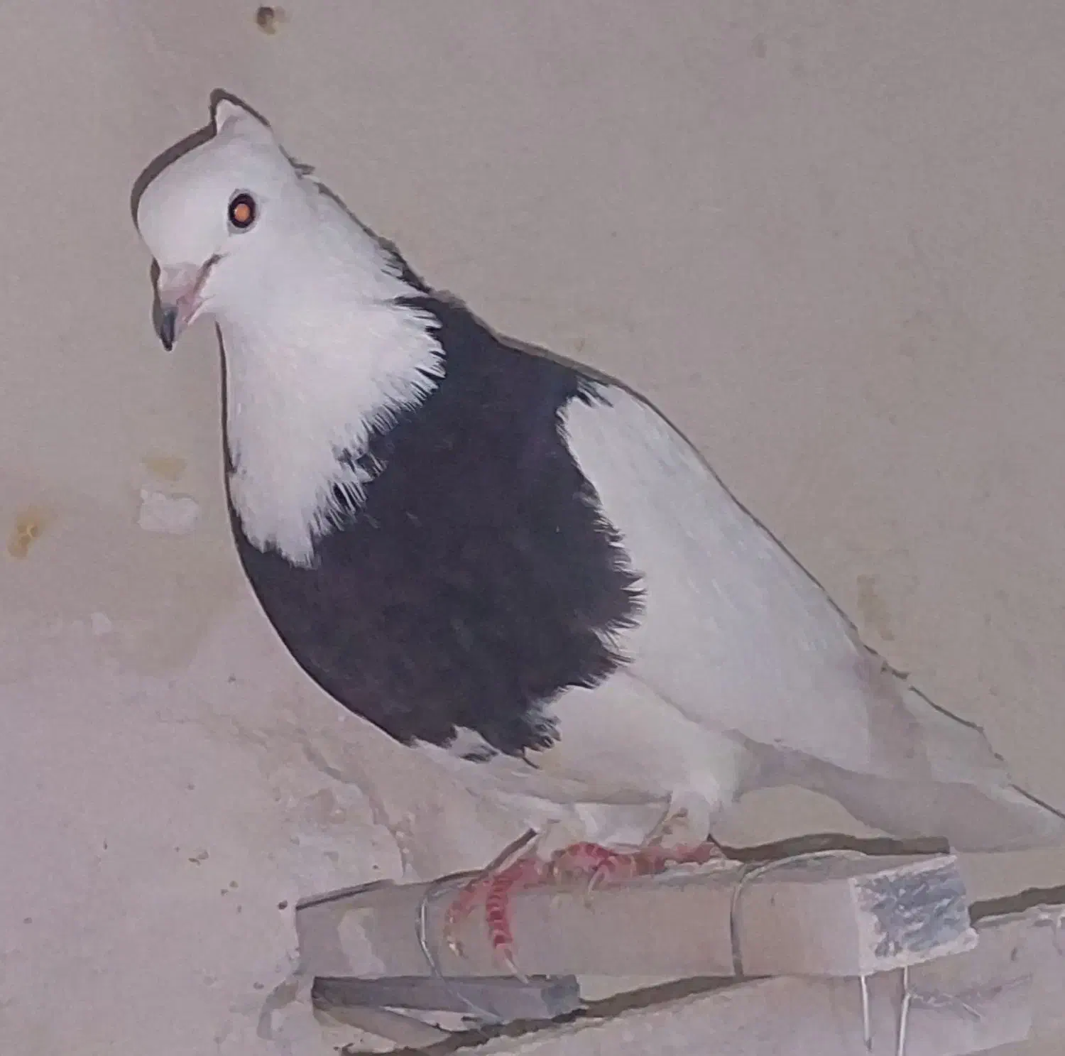 طوقی آبی مشکی سزخ|پرنده|قم, هنرستان|دیوار