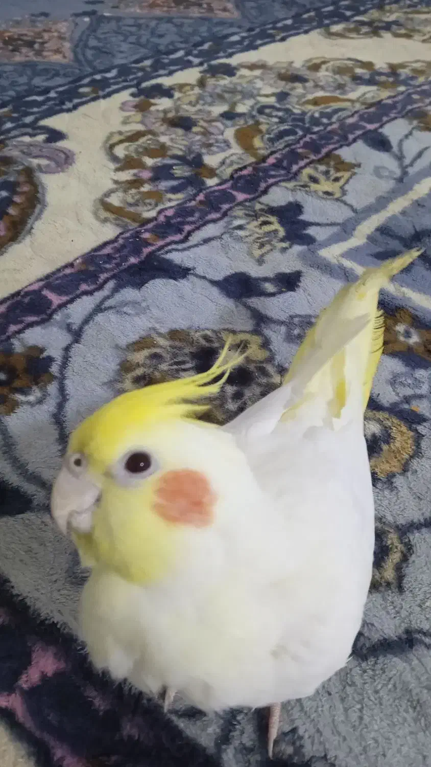 گمشده|حیوانات|نورآباد, |دیوار