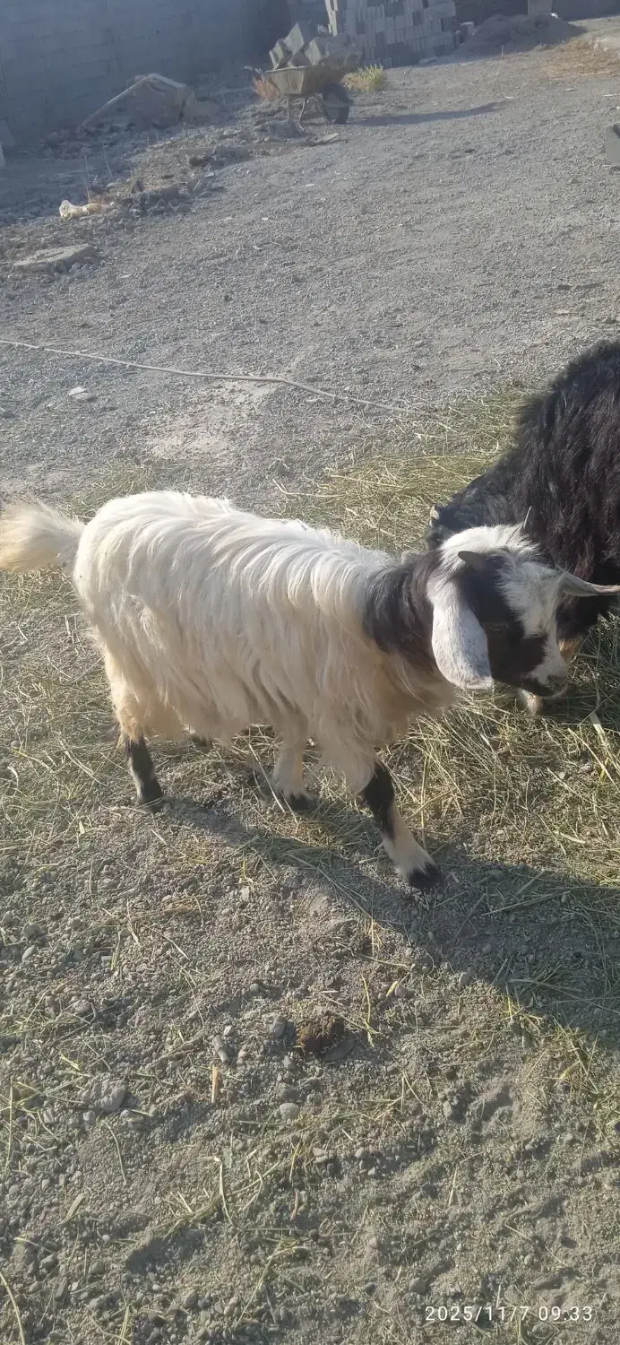 بزغاله دورگه پاکستانی|حیوانات مزرعه|تبریز, |دیوار