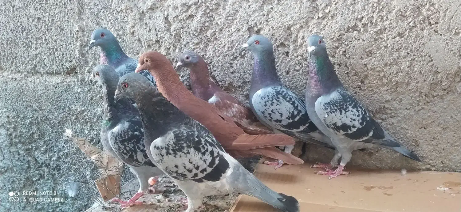 ده کبوتر پلاکی|پرنده|خورموج, |دیوار