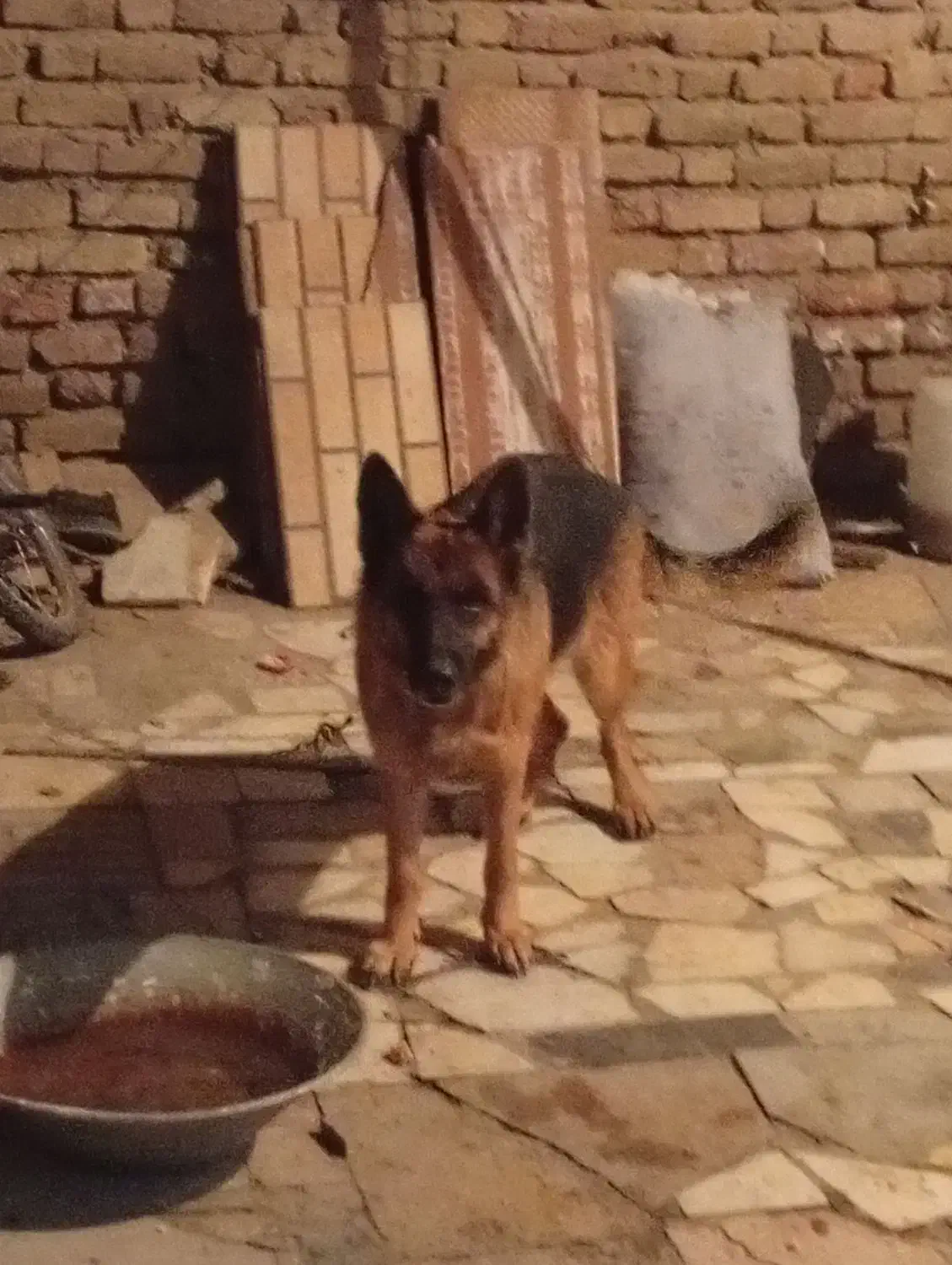 سگ ژرمن|سگ|سیرجان, |دیوار