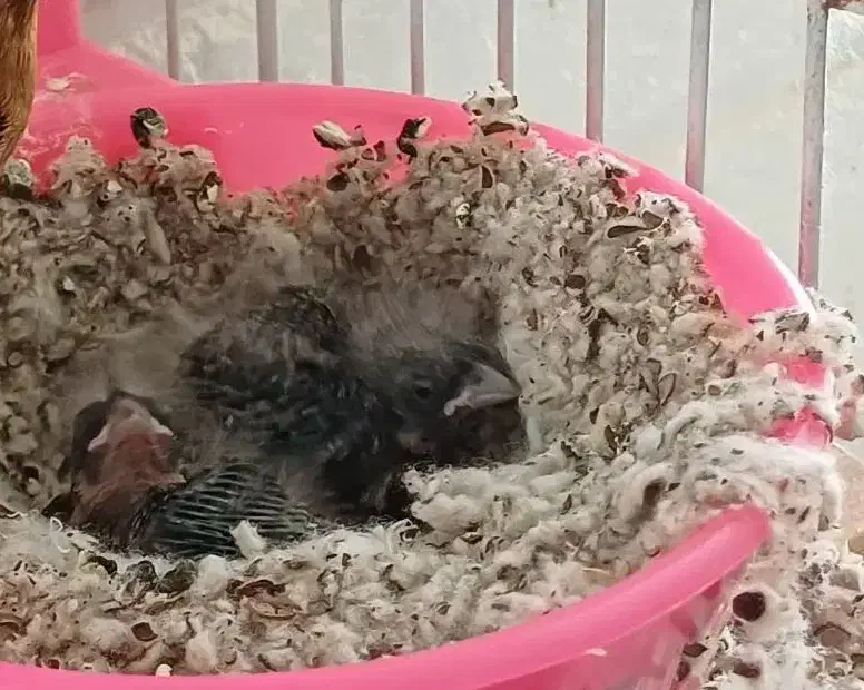 جوجه سهره قناری  با بهترین سرلاک بزرگ شدن|پرنده|کرج, شهرک اوج|دیوار