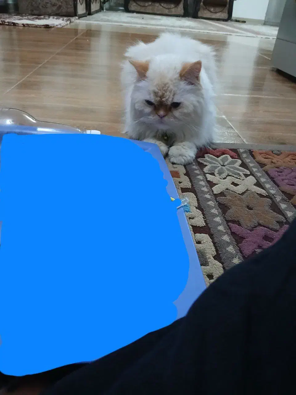 گربه پرشین|گربه|فولادشهر, A4|دیوار