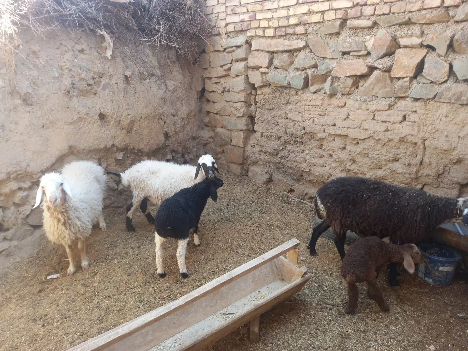 میش وبره|حیوانات مزرعه|بیرجند, |دیوار