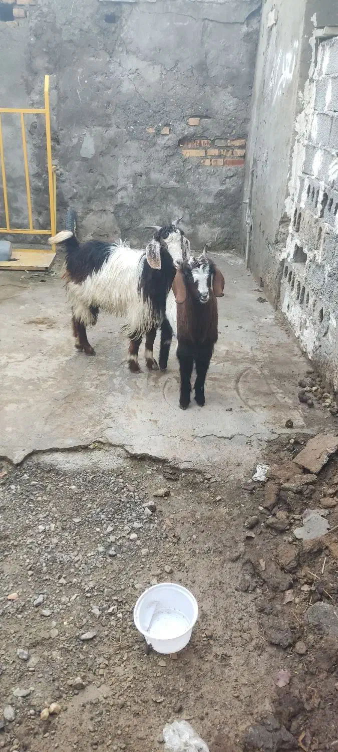 بزماده|حیوانات مزرعه|سیمین شهر, |دیوار