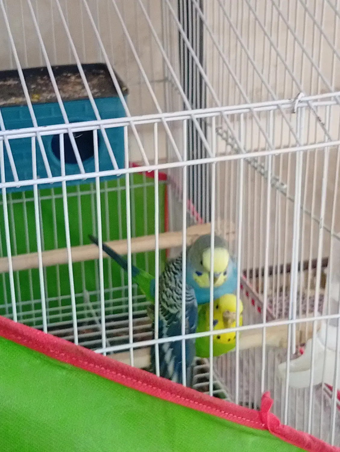 یک جفت مرغ عشق مولد تخم گزارش سالم|پرنده|اسفراین, |دیوار