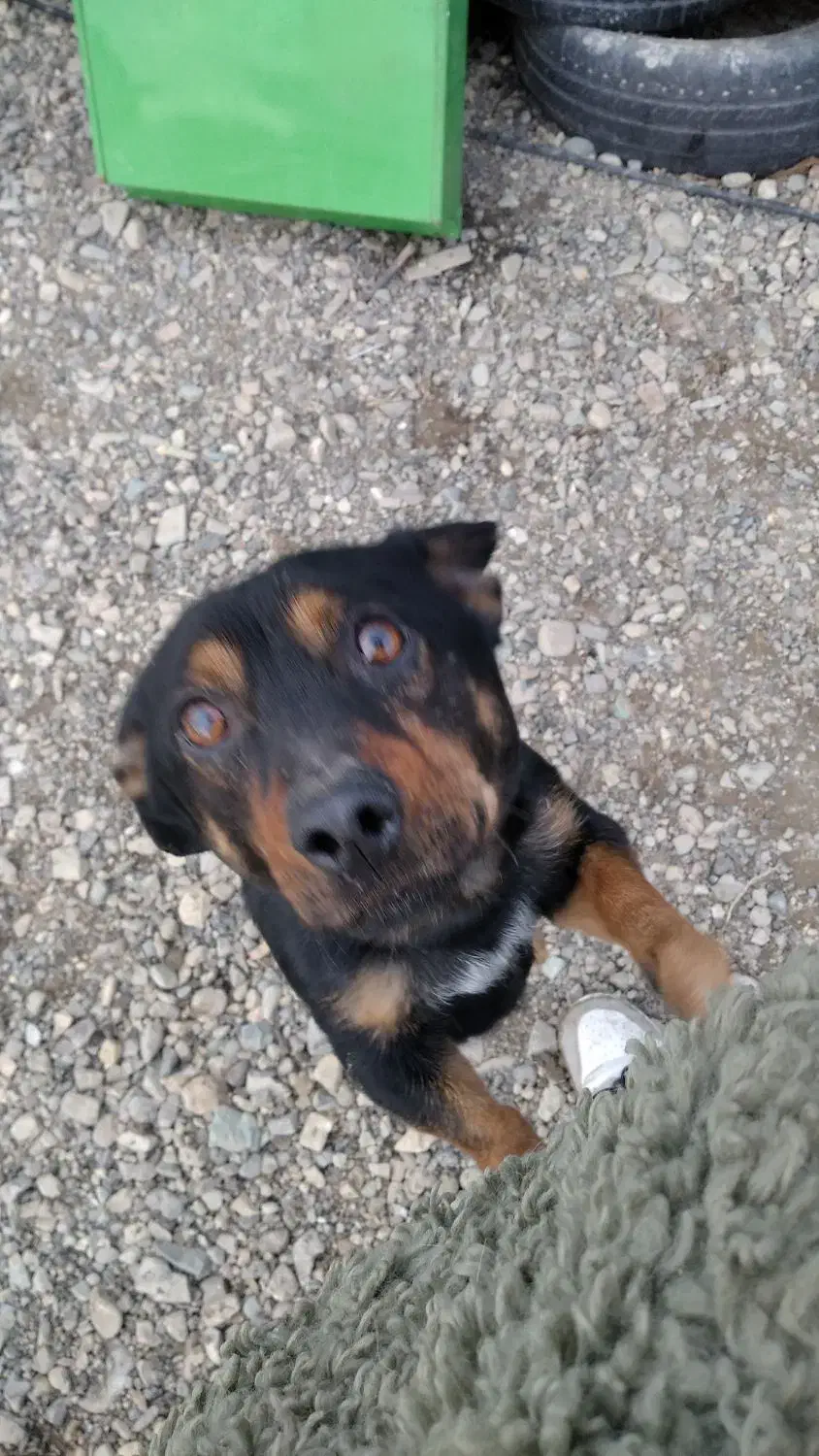 واگذاری سگ فیندو اصیل|سگ|شهریار, دهشاد بالا|دیوار