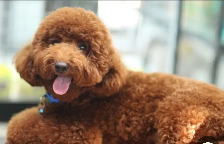 پودل مینیاتور ۲ساله نر|سگ|کرج, فاز ۳ گوهردشت|دیوار