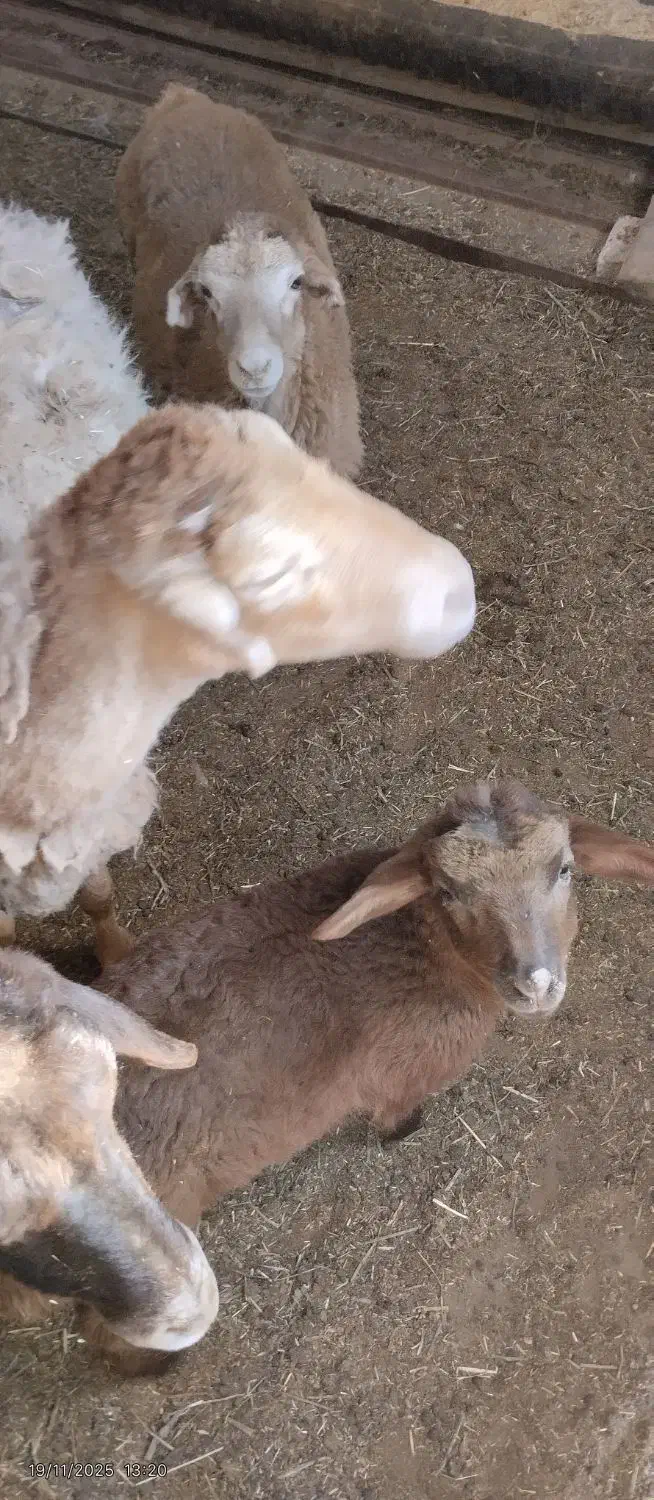 میش بره دار یکی نر یکی ماده بره بزرگ|حیوانات مزرعه|آشخانه, |دیوار