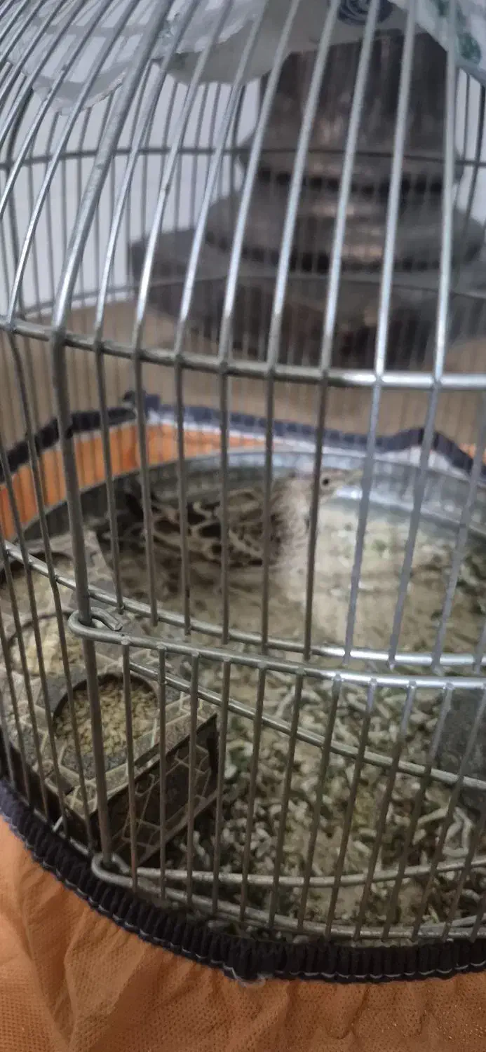 پرنده|پرنده|شیراز, شهرک گلستان|دیوار