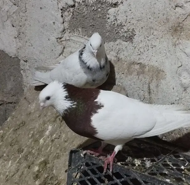 طوقی|پرنده|تیکمه داش, |دیوار