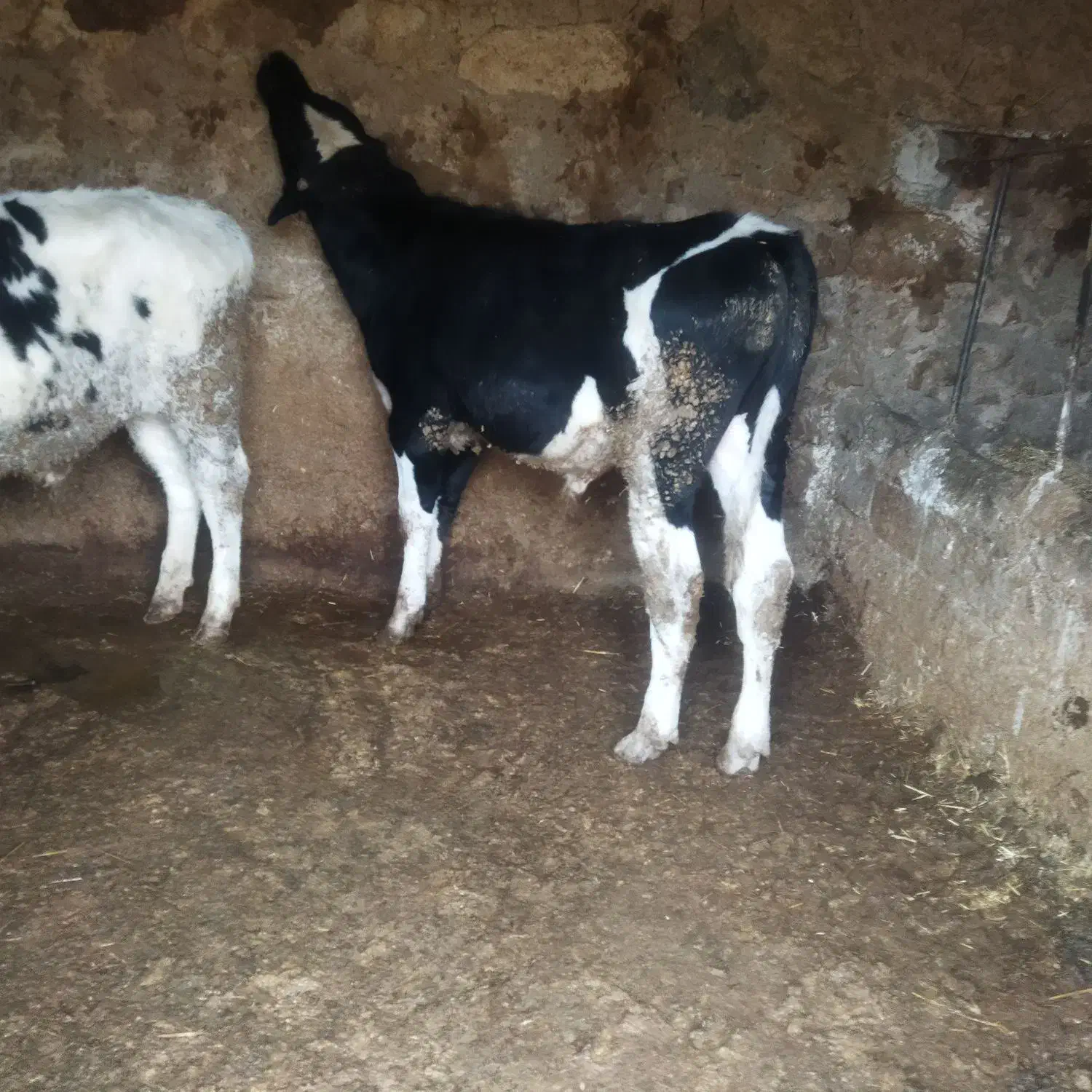 گاو.گوساله نر|حیوانات مزرعه|شیروان (خراسان), |دیوار