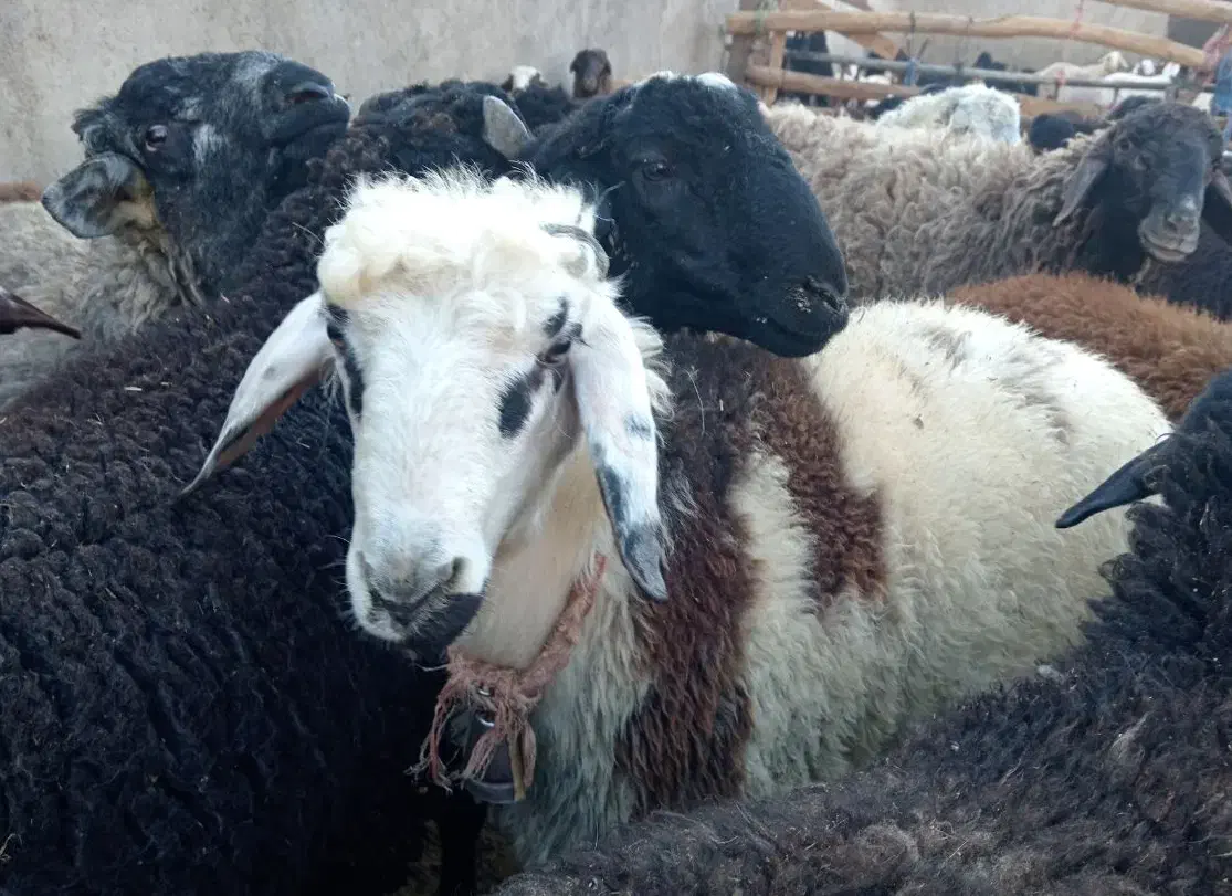 بره شیشک میش قوچ بزغاله، بز|حیوانات مزرعه|پیشوا, |دیوار