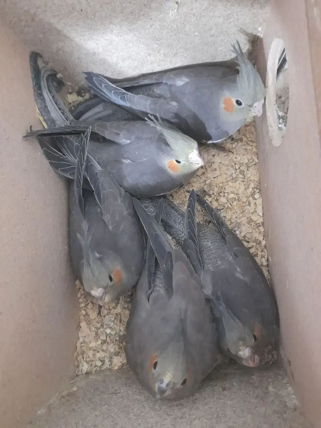 هلندی|پرنده|بهبهان, |دیوار