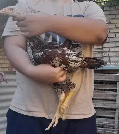 خروس لاری|حیوانات مزرعه|گنبد کاووس, |دیوار